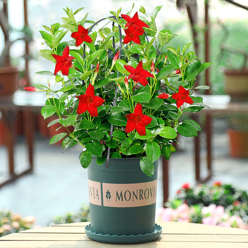 万里飘香藤′双喜藤花苗四季开花爬藤植物室内阳台花卉盆栽好养活