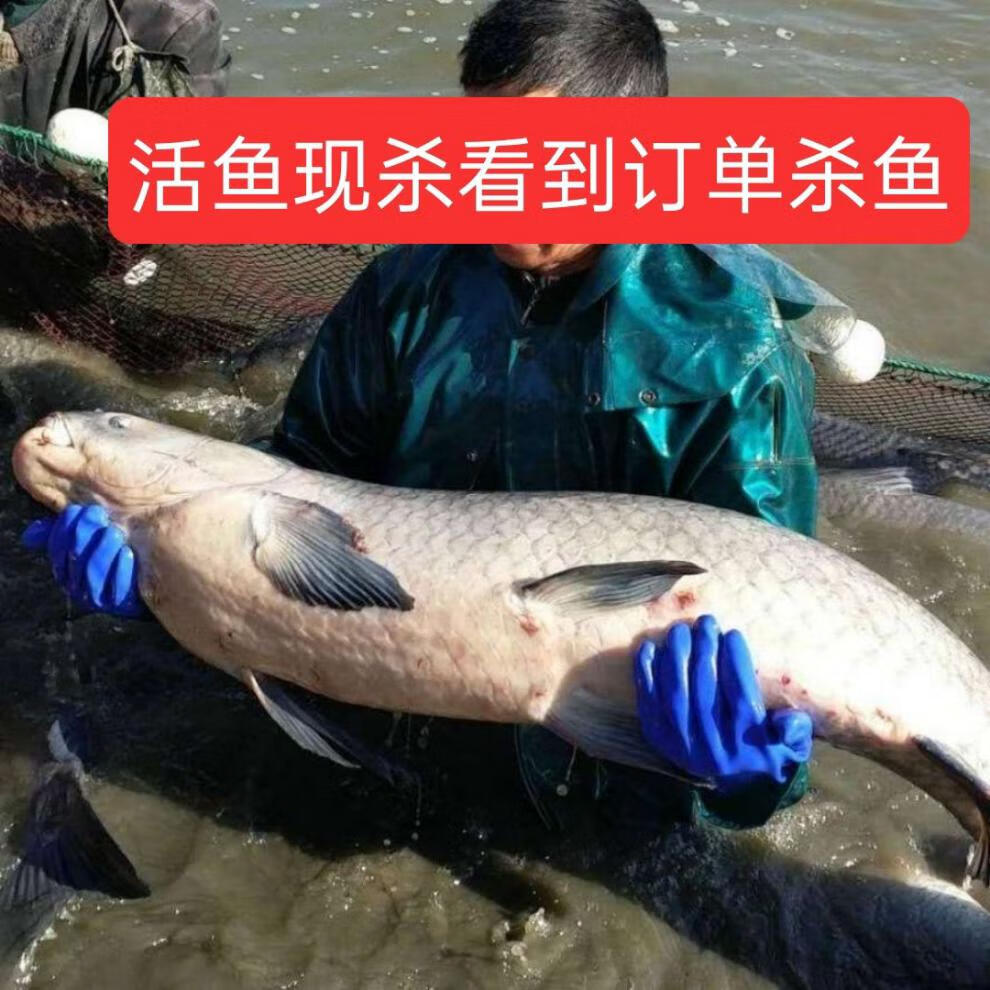 老扣 当天打捞螺丝混青混鱼子鲜味美活体现杀!