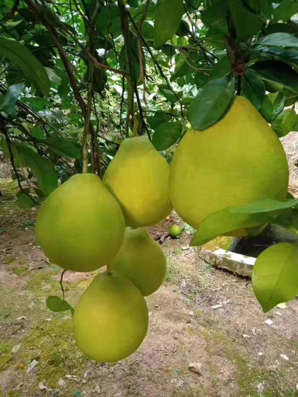 龙觇50斤正宗梅州沙田柚金柚当季孕妇新鲜水果白心甜柚广东连接50斤