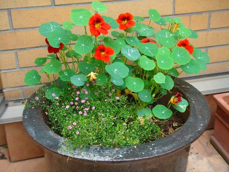 旱金莲种子花苗易活花卉好养室外花种子四季开花盆栽花草植物室内