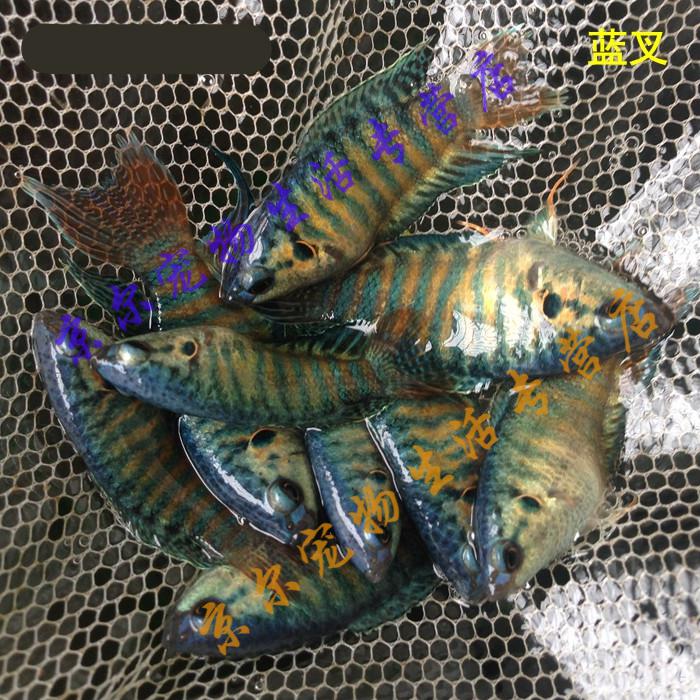 天弗劲彩斗鱼店中国斗鱼蓝叉改良蓝包活好养非小型观赏鱼活体 蓝叉1对