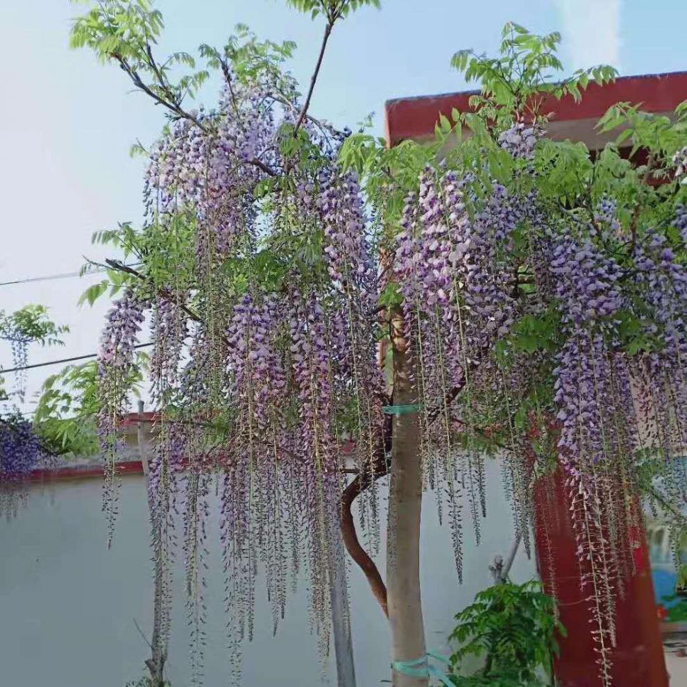 汉柠紫藤花树苗四季开花爬藤绿植物紫藤萝花卉盆栽阳台庭院室内外围墙