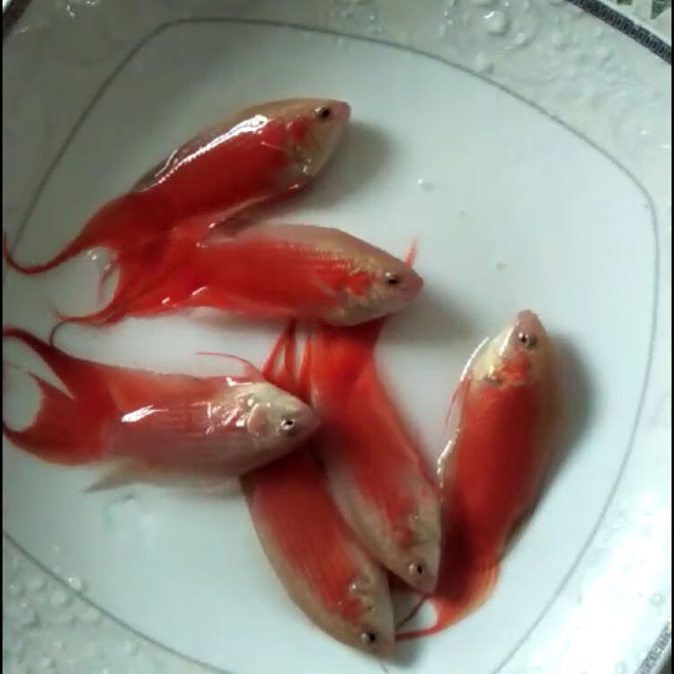 白化红色斗鱼澳火白化红中国斗鱼改良白化斗鱼活鱼活体耐养冷水鱼澳火