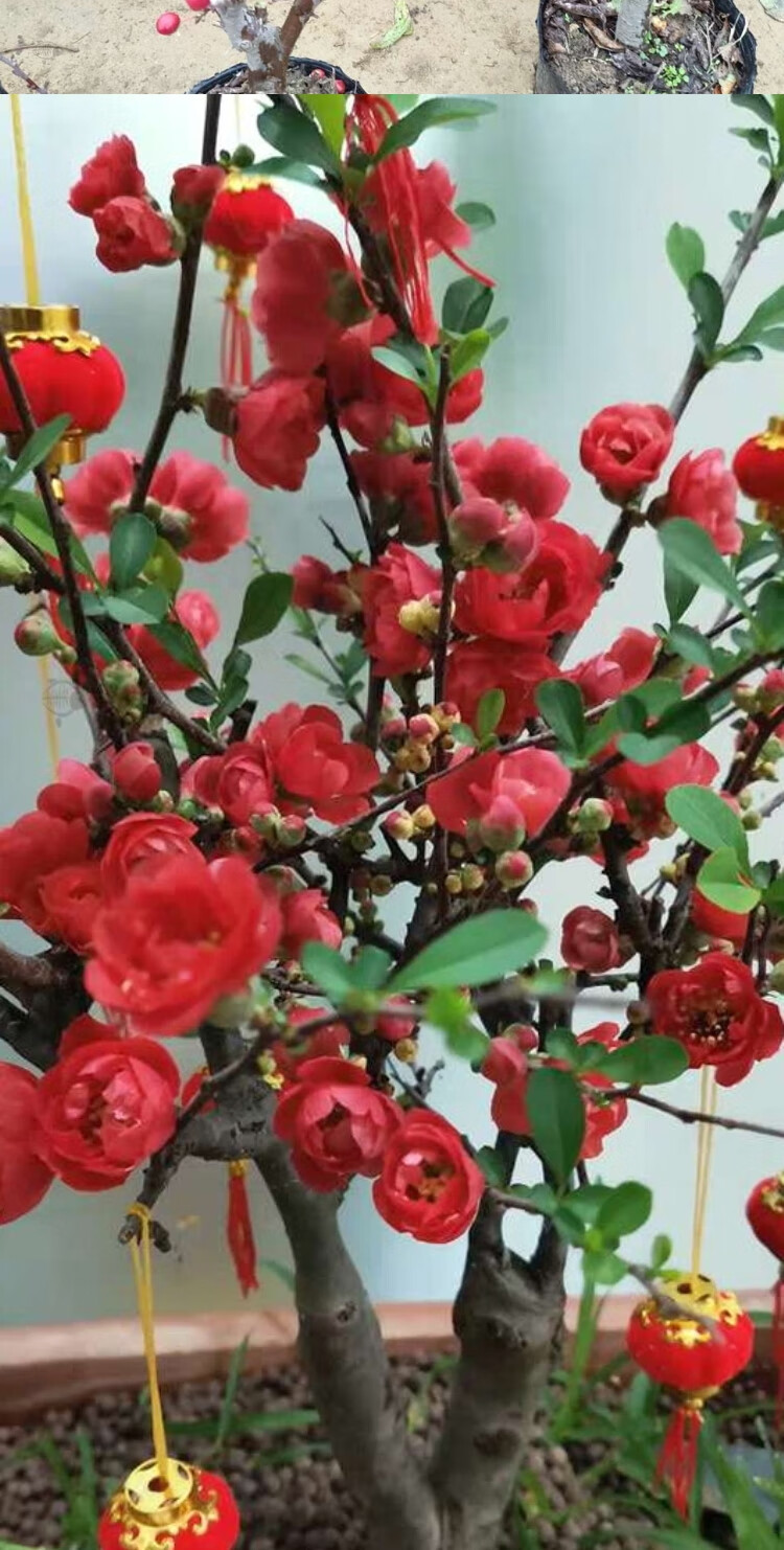 府海棠盆景老桩北美垂丝海棠花日本冠庭院地栽 s45-红色大富贵海棠2