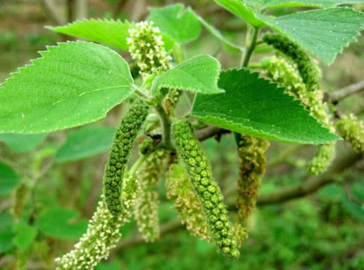 新鲜构蒲穗构树花新鲜时令野菜构普穗儿构棒槌儿构构菜吊构穗3斤构穗