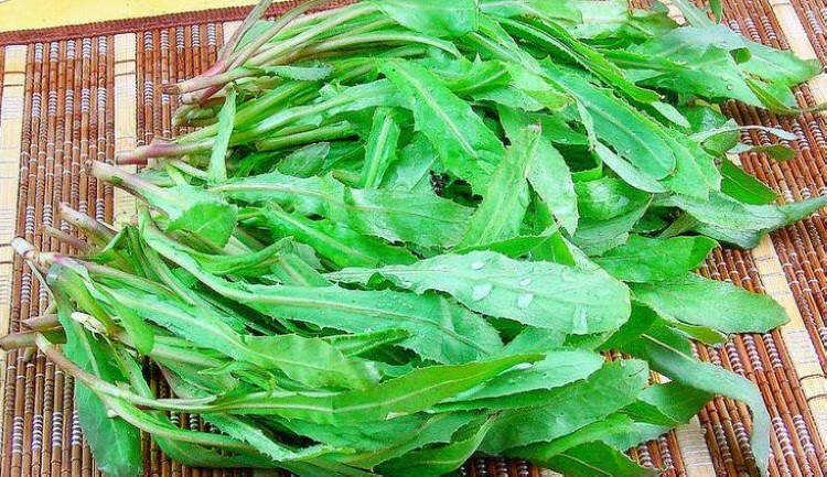 【苦麻菜种子】曲曲菜野苦菜取麻菜苦葛麻曲麻菜苣菜苣荬菜种子 【原