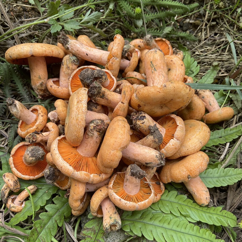 松树菌松乳菇松菌重阳菌雁鹅菌铜绿菇蘑菇 1000g 黄菌全小【图片 价格