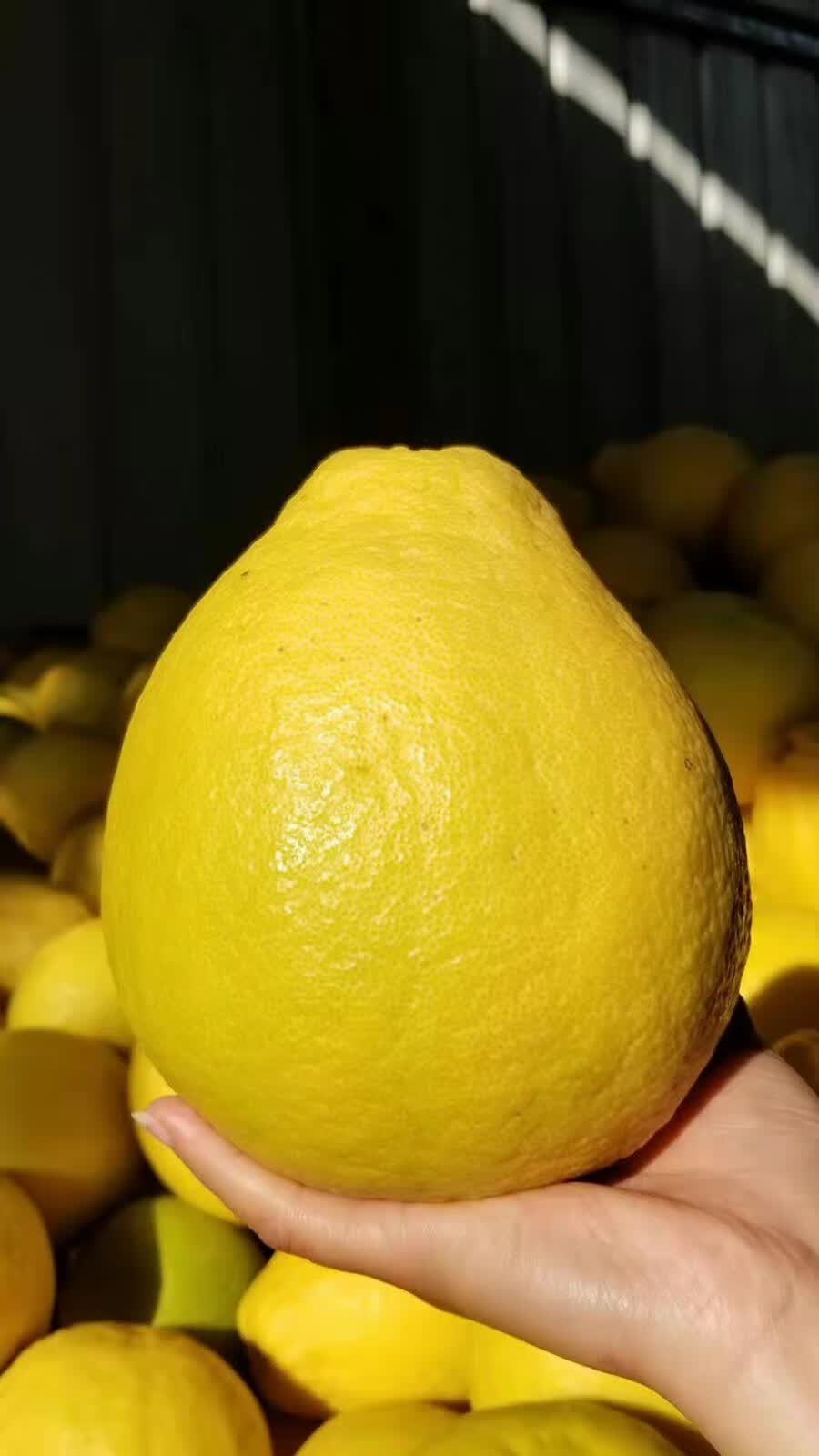 更多参数>>原产地:广东特产品类:梅州沙田柚包装形式:礼盒装种类:红