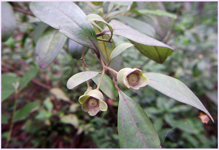 山捻子新鲜野生水果韶关现摘多尼岗稔子菍子广东 2斤装【鲜果】 申通