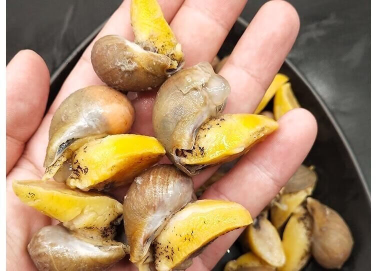 顺丰鲍螺海捕速冻新鲜老婆脚蛾螺花螺东风螺海螺3斤装一斤12个左右