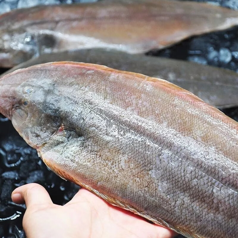 龙利鱼海捕舌头鱼踏板鱼龙舌鱼鳎目鱼鱼柳子板鱼舌鳎鱼 小号(1斤约10