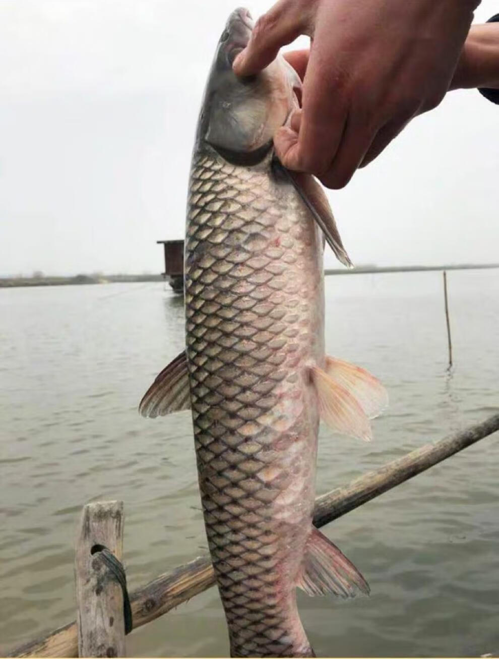 江苏州发货新鲜现杀草鱼块肉淡水鱼大草鱼活鱼现杀青鱼段酸菜鱼片青鱼
