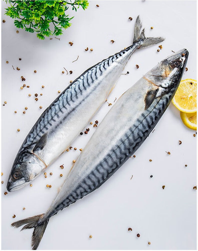 鲐鱼新鲜鲐鲅鱼青占鱼青花鱼海捕新鲜青花鱼海鲜水产 方卡优才 10斤装