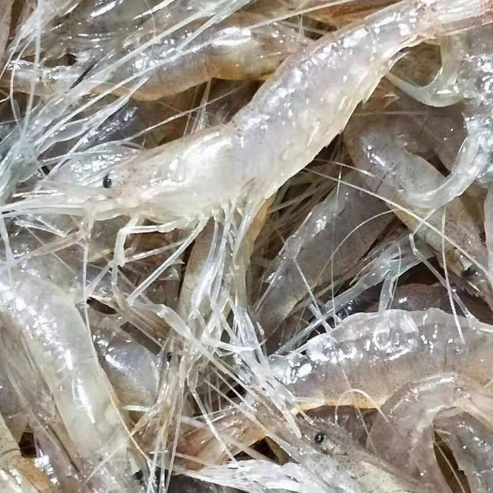 新鲜鲜活小河虾淡水小虾小白虾喂鱼活体速冻发货 3-6厘米 300g尝鲜装