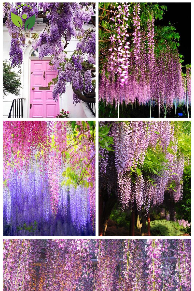 多花紫藤花苗树苗爬藤植物庭院攀援花卉庭院地栽南方北方种植藤蔓紫