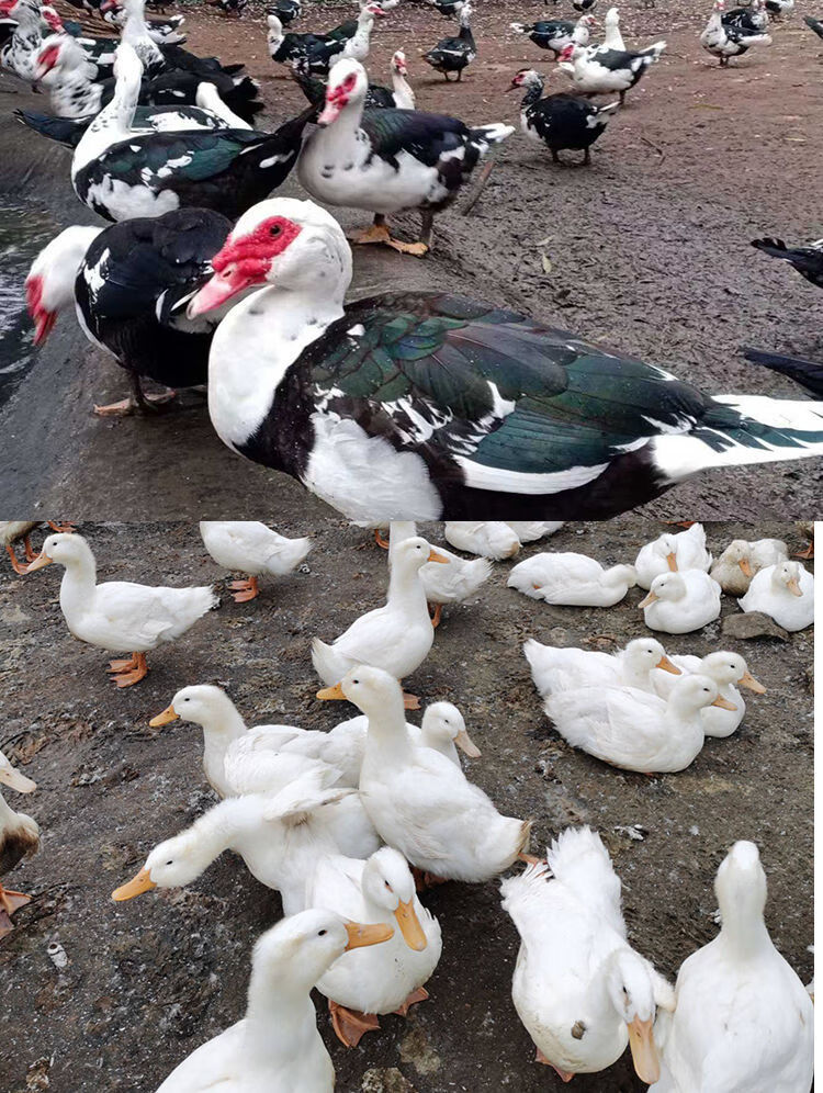 鸭苗子活土鸭苗土白宠物小黄鸭活物鸭苗小鸭子活体苗旱家养大种鸭苗