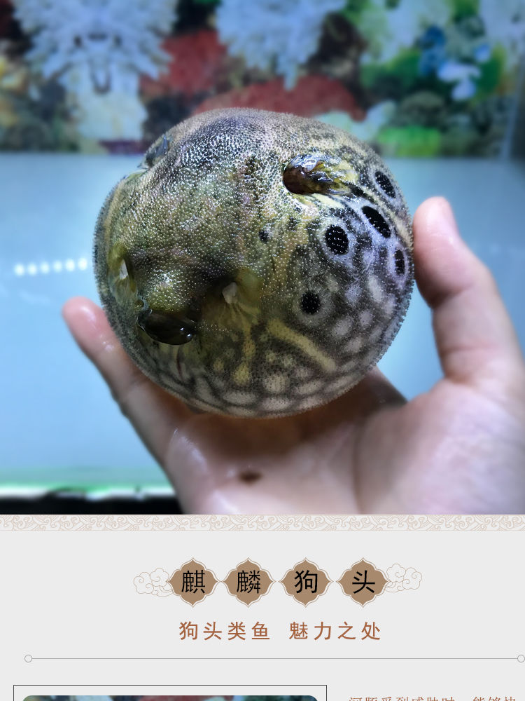 荣郁麒麟狗头鱼活体淡水观赏鱼凶猛狗头活体可爱气泡鱼