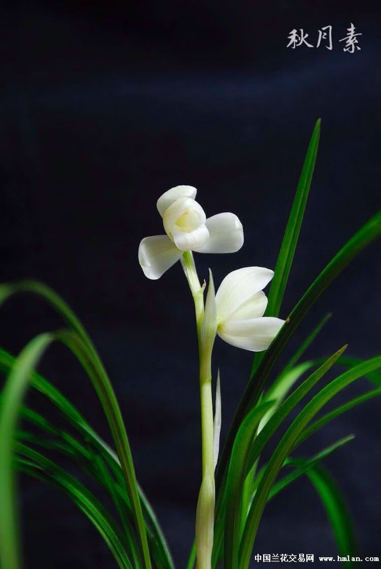 云南老种兰花苗 春兰荷瓣 黑荷 阳台盆栽花卉绿植植物 莲瓣兰云熙荷6