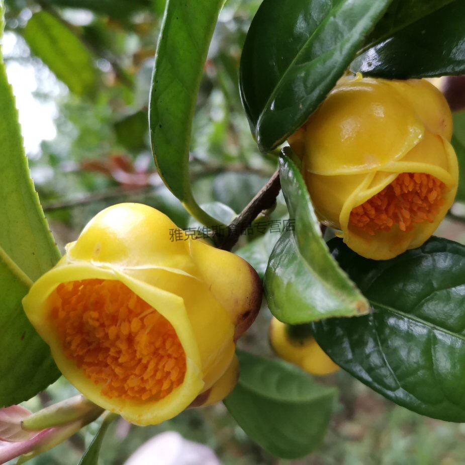 金花茶防城金花茶金花茶冻干花农家茶25克/35克/70克/18g 玻璃瓶装25