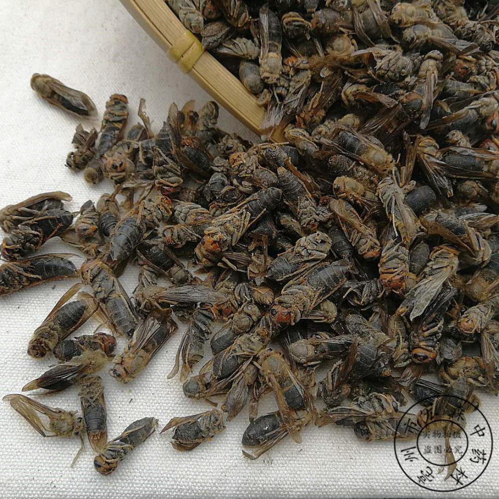 中药材马蜂干100克泡酒大黄蜂马蜂葫芦蜂新货另有蝗虫干 500克【图片