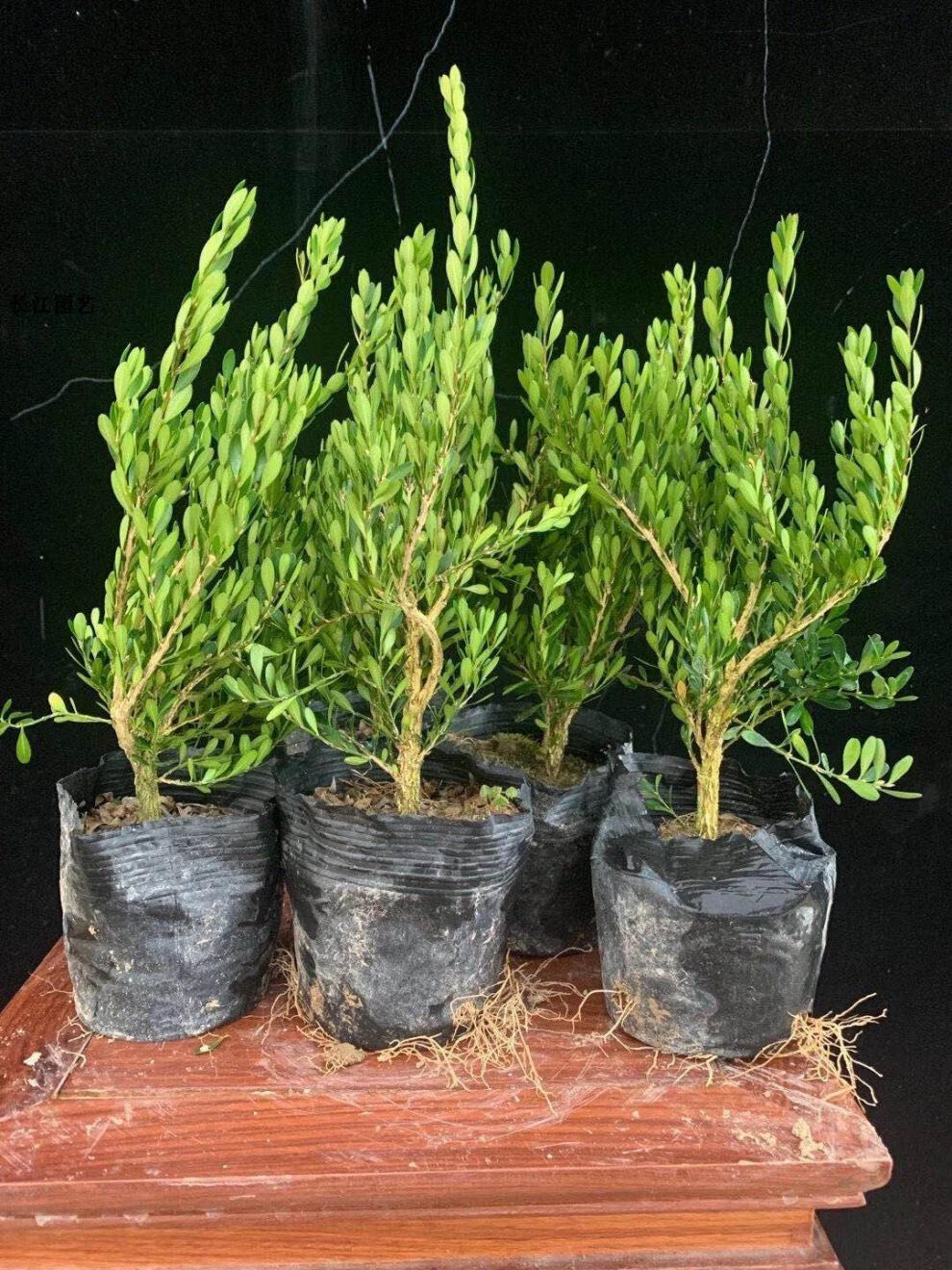 雀舌黄杨皱皮小叶黄杨苗造型名贵盆景树苗室内常青石柳苗盆栽六年苗1