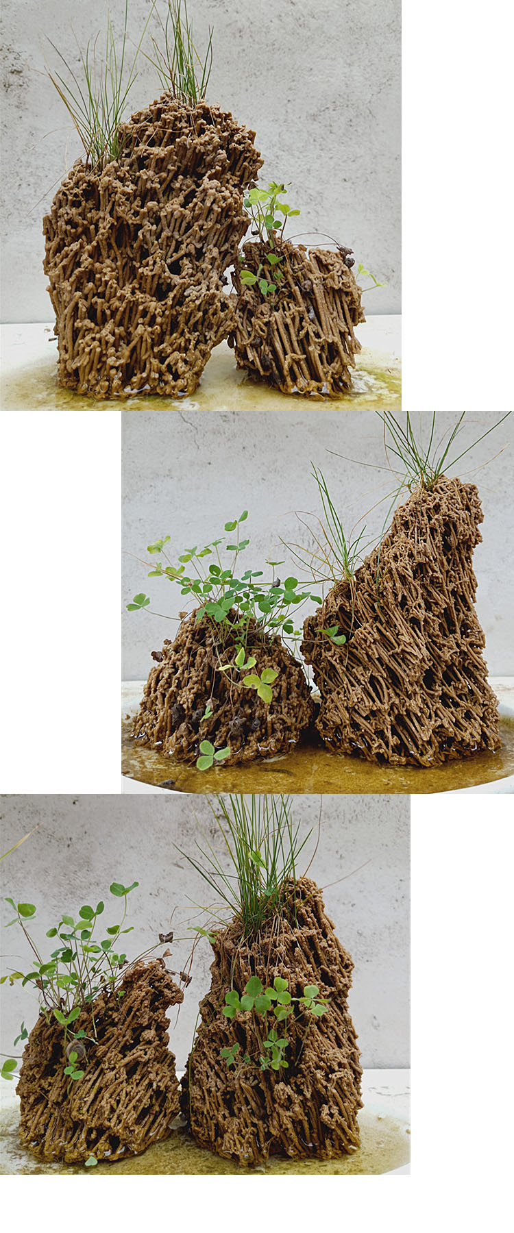 可狄微小型天然麦管石原石上水石吸水石假山盆景鱼缸造景桌面摆件一个