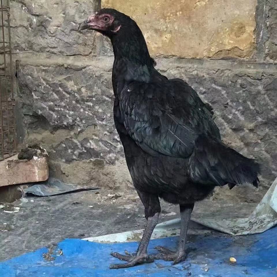 越南斗鸡苗越南鬼子斗鸡苗缅甸斗鸡中原母斗鸡四黑鸡梨色花鸡豇豆白