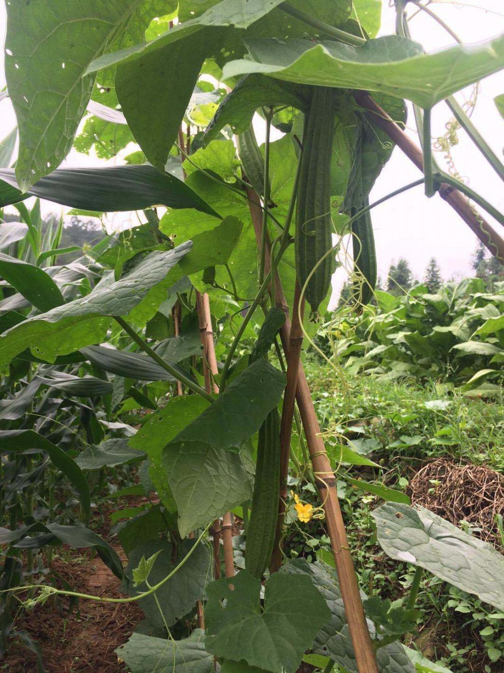 源外园广东农家自种新鲜丝瓜3斤应季蔬菜八角丝瓜八棱丝瓜现摘现发5