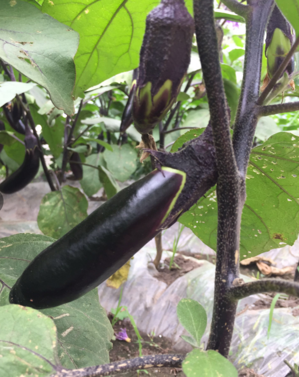 棠鲜生东北紫茄子农家自种黑嫩茄子当季时令新鲜蔬菜3斤装