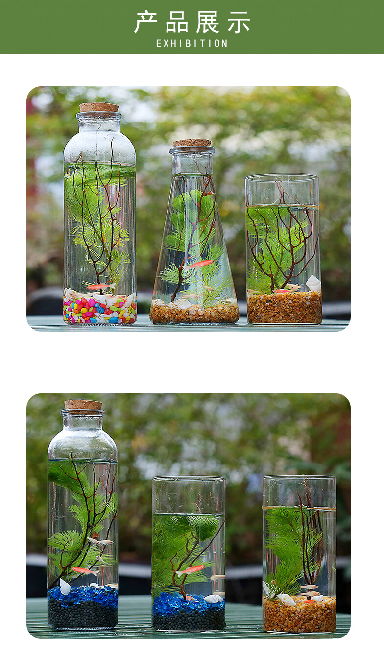 科学生态瓶繁殖快的鱼生态瓶生态鱼微景观斗鱼小鱼虾活体鱼免换水采缇