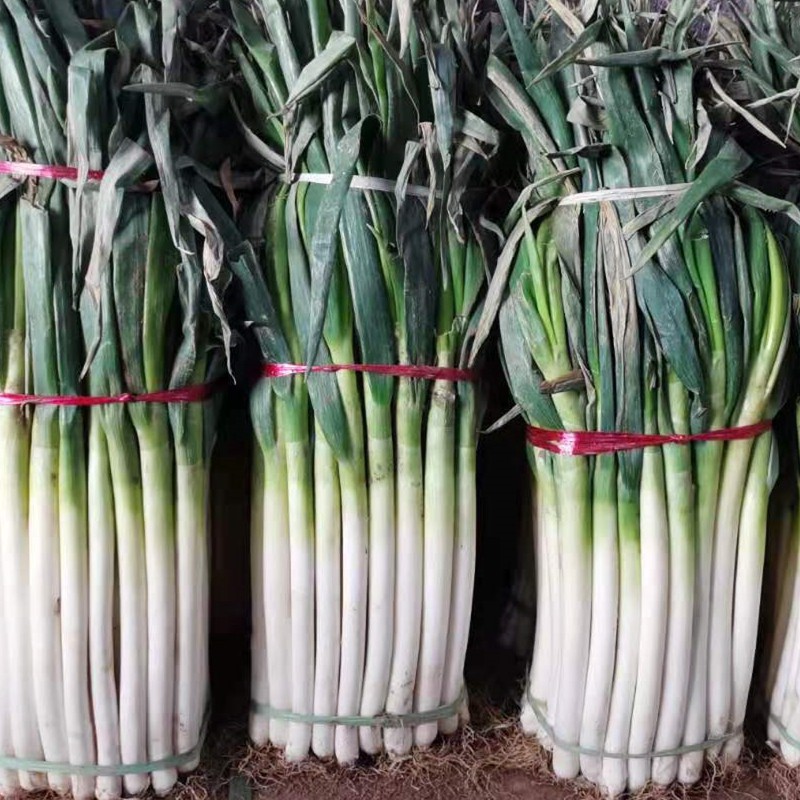 新款直达山东章丘大葱铁杆正宗脆甜章丘大葱香高葱10礼盒农家礼盒装