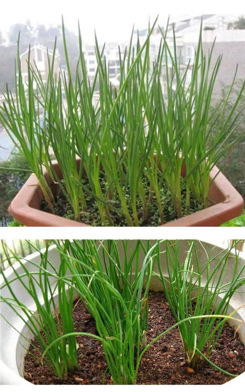 四季小香葱种子阳台室内盆栽易种植蔬菜种子小葱香葱种籽大全批发量大