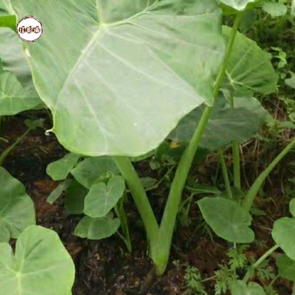 江影清广西白芋苗专芋苗梗新鲜白芋荷苗贵州广菜苗现挖 10颗小苗
