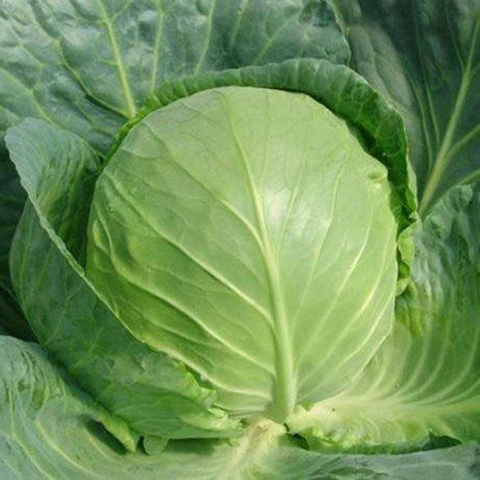 包心菜小甘蓝新鲜小包菜绿甘蓝菜农家卷心菜 圆包菜洋白菜 团建送礼