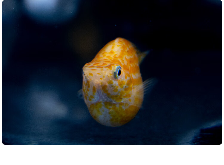 不二臣黑白玛丽鱼活体皮球怀孕小型热带鱼下崽狂魔成体好养活胎生鱼