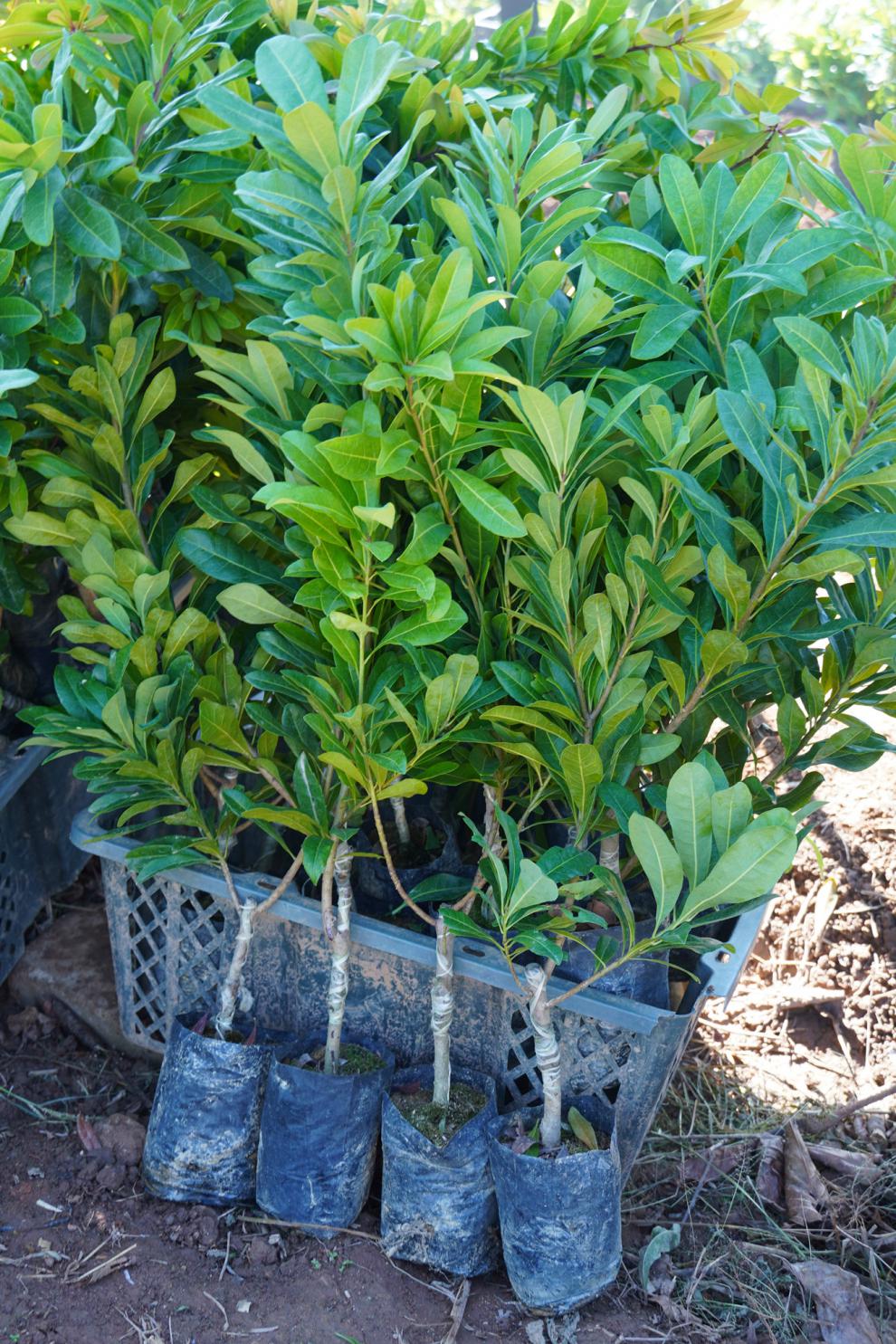 杨梅树苗带土带叶嫁接早熟特大南方果树苗黑炭杨梅1棵2年泥球苗4年