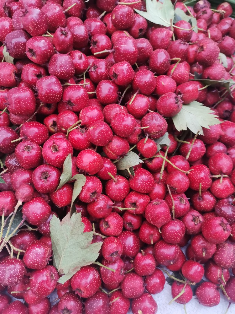 轻恋东北野生特级新鲜山里红小红果小山楂红果水果挤山里红皮 2500g