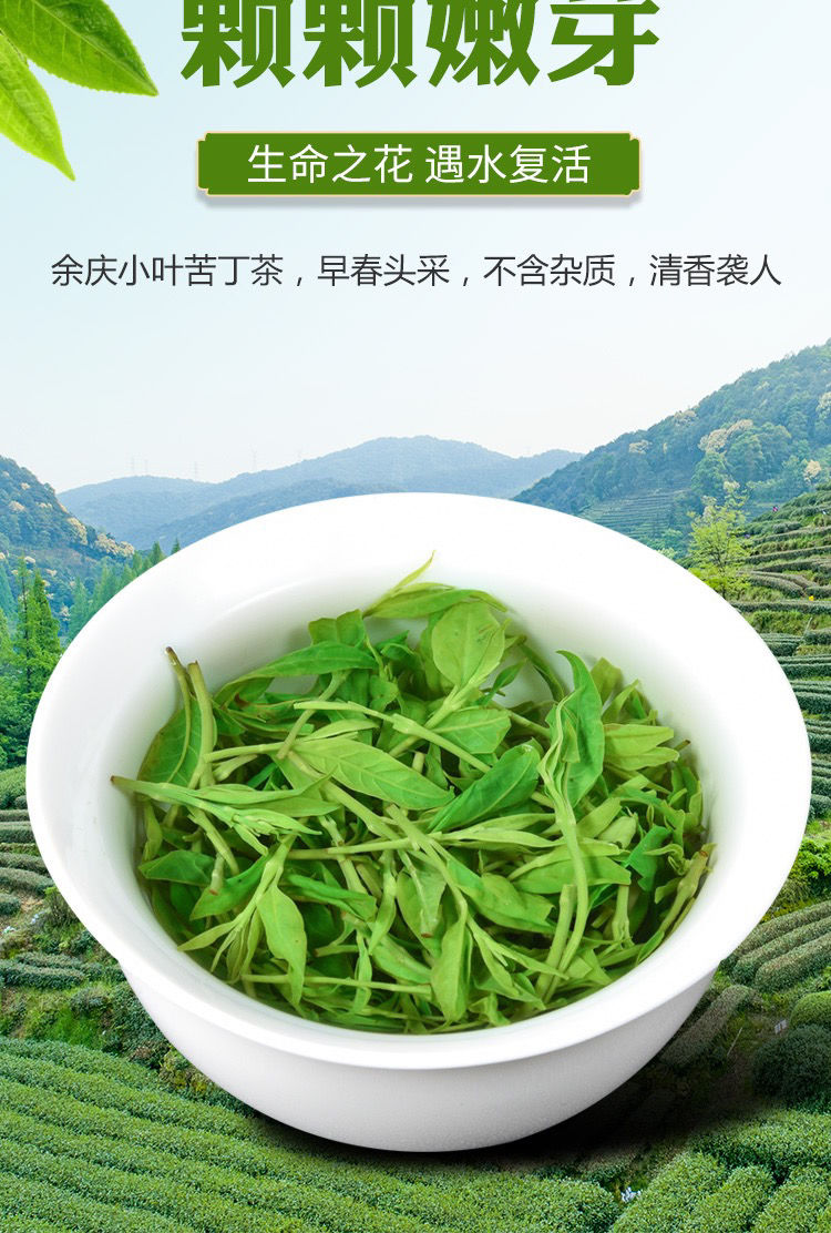 悦菇娘余庆小叶苦丁茶特级2021新茶叶贵州特产养生苦丁茶250g 250g