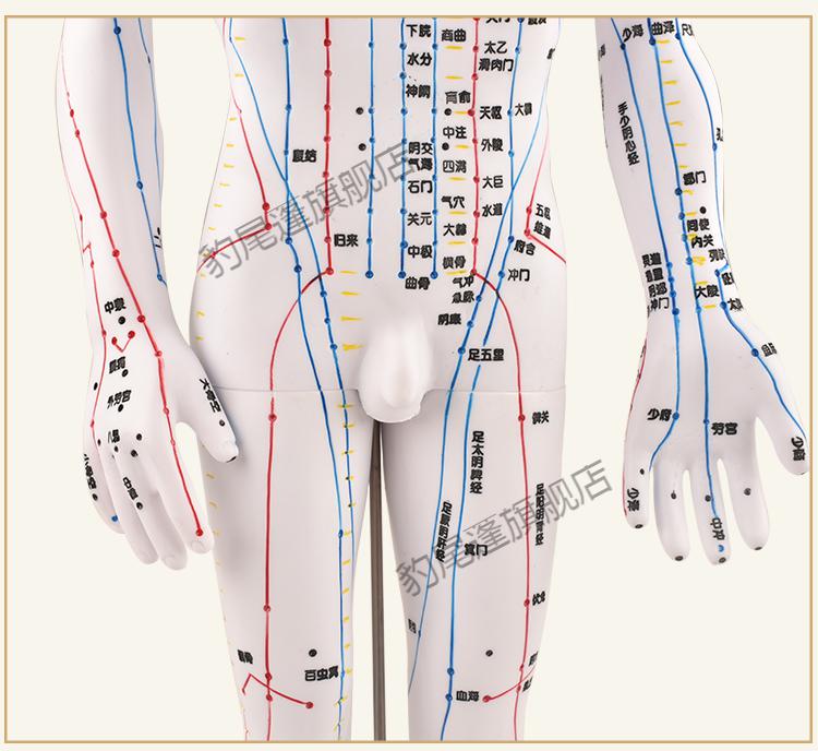 政河針灸穴位人體模型經絡穴位模特圖全身中醫十二銅人扎針小皮人穴位
