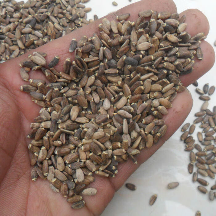 凯史甘斯中药材水飞蓟籽水飞蓟子水飞蓟果水飞雉奶蓟水飞蓟老鼠簕500