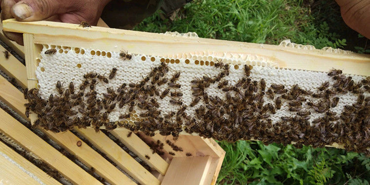 椴树蜜东北黑蜂土蜂蜜白雪蜜黑龙江饶河纯农家自产结晶蜜白蜜白色细腻
