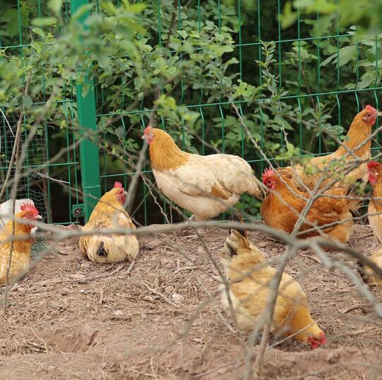 现杀2年黑脚土鸡散养2年老母鸡土鸡草鸡柴鸡走地鸡整鸡黑脚老母鸡2只