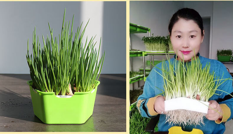 水培香葱种头四季小葱种籽家庭阳台种菜盆栽蔬菜苗葱种子葱头中小蓝盆