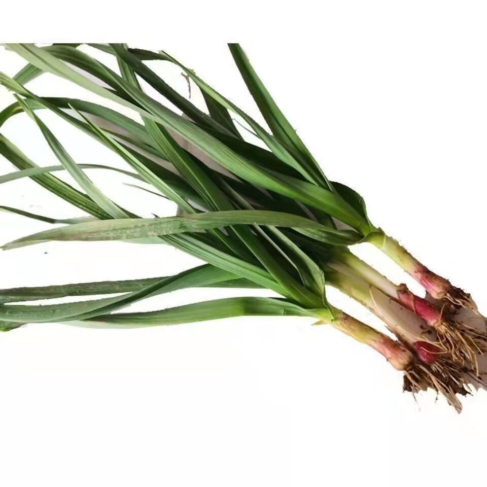 爵妃蒜苗新鲜现挖蒜苗5斤2斤批发红根青蒜苗新鲜蔬菜大蒜苗香蒜红头蒜