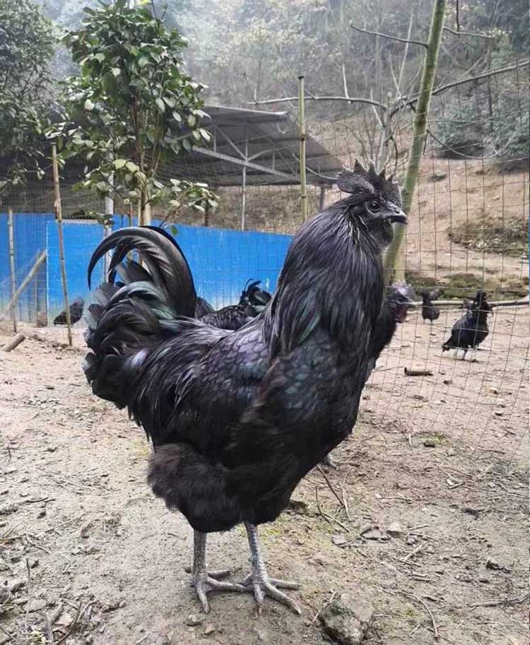 笼趣[20枚]盐津乌骨鸡种蛋可孵化受精蛋土柴芦花贵妃五黑无量鸡蛋