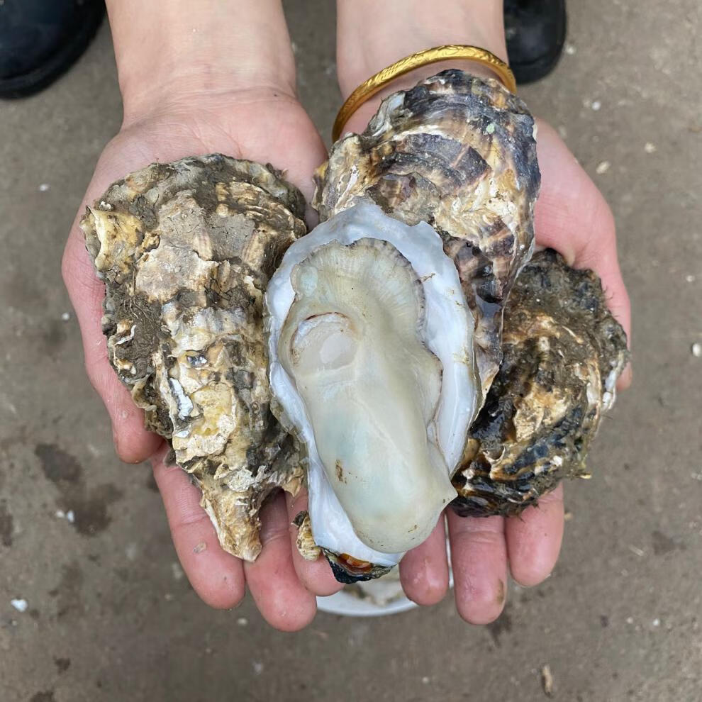 【顺丰冷链-舔鲜】海鲜生蚝鲜活1只乳山生蚝野生大牡蛎新鲜海蛎子带壳