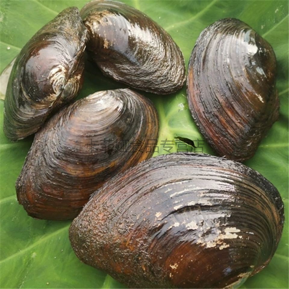 河蚌新鲜活体食用河蚌蛤蜊河蚌肉河蚌海巴子带壳3只腾旺纳跃12厘米