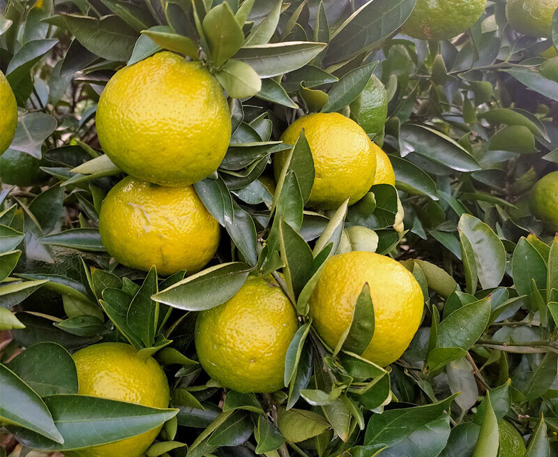 温州瓯柑 新鲜瓯柑温州特产农家苦柑苦橘苦桔欧柑果 小果(1斤6-7个