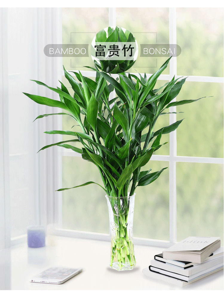 富贵竹水培植物开运竹花卉绿植盆栽绿萝室内花客厅水养节节高50cm5支