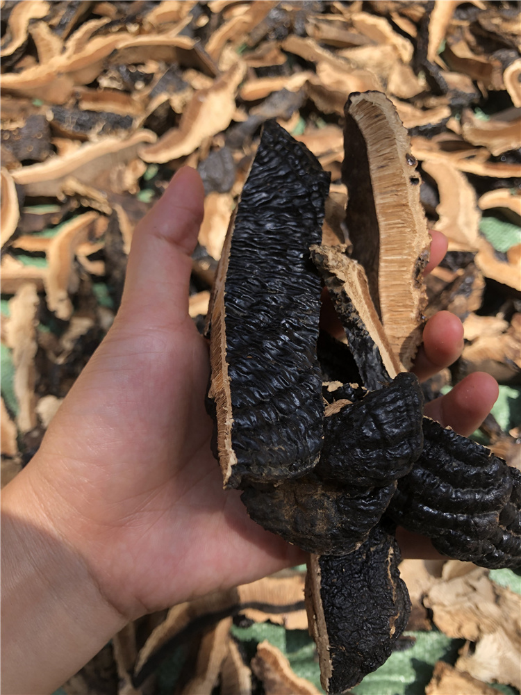 夜之君薄树芝薄盖林芝松木层菌红缘树舌灵芝不苦2个一斤2019年采摘